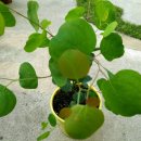 버덩농장 | 버덩농원의 이벵당첨 후기(유칼립투스 폴리안)