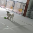 함께놀개 이미지