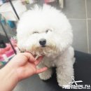 개털깎는집 이미지