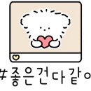 김채안퍼피살롱 이미지