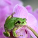 청개구리 이미지