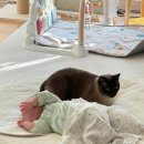 낭만고양이병원 | 고양이와 아기 함께 키우기, 집사와 부모 사이에서의 고민