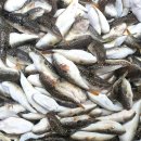 거북곰장어 이미지