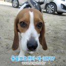 수컷 이미지