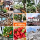백조농장(1) Daum카페