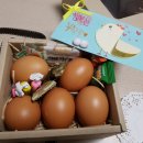 일신매화 이미지