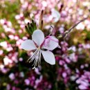 밀양 삼문동 코스모스, 가우라꽃 이미지