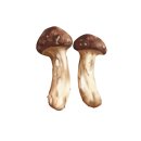 세계 끝의 버섯 이미지