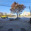 가로수 행정사 사무소 이미지