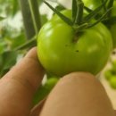 토마토25시 네이버블로그