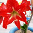 궁촌레일바이크펜션 이미지