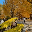 은행나무길 이미지