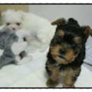 소미애견 농장 이미지