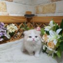 야옹아멍멍해봐(주월점) 이미지