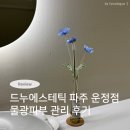 드누 | 파주 운정 피부관리 잘하는 곳 드누에스테틱 물광피부 케어관리 후기