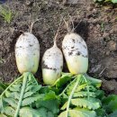 조은농장2 이미지