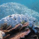 백화가스 이미지