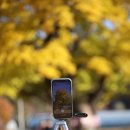 은행마을공원 화장실 | 충남 금산군 가을 단풍포인트 요광리 은행나무