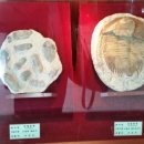 충청남도 산림박물관 이미지