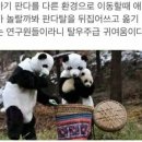 팬더 이미지
