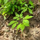 양지농장 이미지