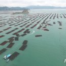 완도19호 이미지