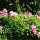 구름따라 이미지