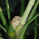 피고지고 이미지