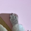 몽실이네 이미지