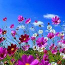 코스모스 이미지