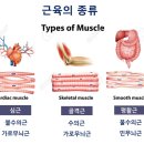 빌드핏