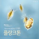 플랑크톤