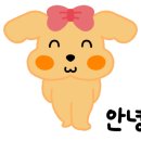 청 애견미용 이미지