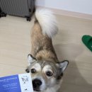 아모리움내안에 A | 구릉이와 함께! 아모리움홀 식전영상, 식권도장 꾸꾸잇 스탬프 후기