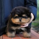 루이스펫샵 의정부 강아지분양 애견미용샵 | 부산애견분양 미유펫 안전한 애견샵