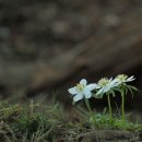 야생화 [변산바람꽃] 이미지