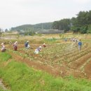 법산연꽃마을 이미지