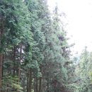 축령산 자연휴양림(편백나무숲) 이미지