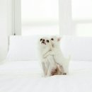 모모애견미용실 이미지