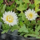 양지리 농장 이미지