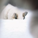 탑스텐빌라드애월 이미지