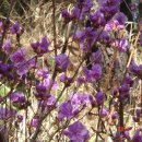 조약돌민박 이미지