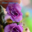 매직로즈