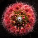 ■Drosera oreopodion 이미지