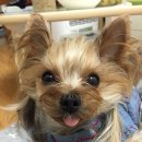 에이블동물병원 이미지