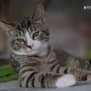 뷰티펫동물병원 이미지