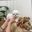 퍼피룸에서 귀여운 반려견 데려 온 후기!