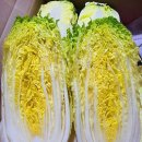 알배기