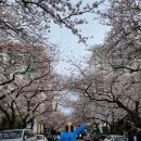 서면삼익 | 광안리 40년 된 벚꽃 나무(삼익비치) 개화상황