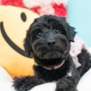 멍냥의민족 이미지